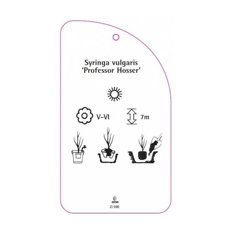 syringa-vulgaris-profesor-hosser-a-standard0