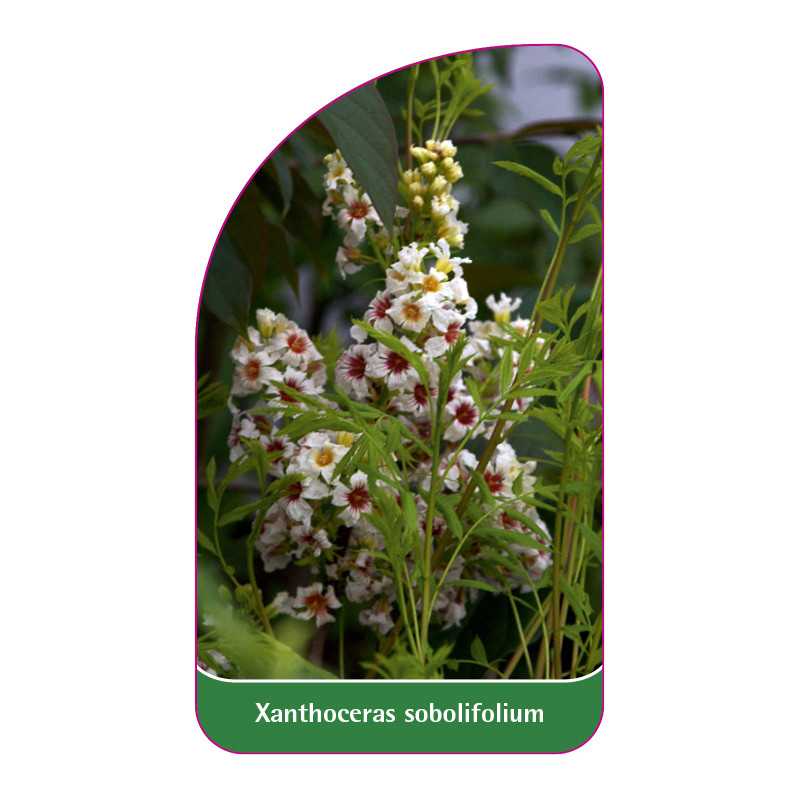xanthoceras-sobolifolium1