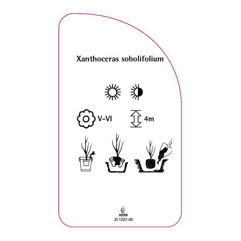 xanthoceras-sobolifolium0