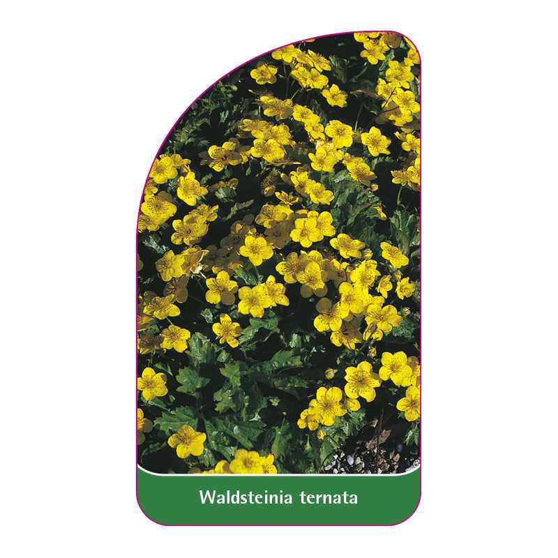 waldsteinia-ternata1
