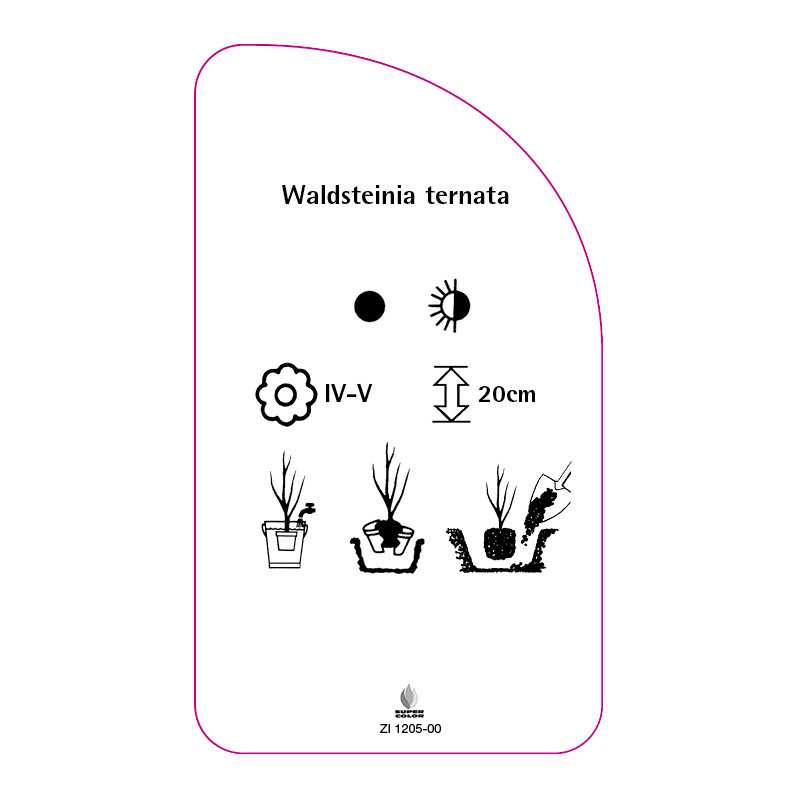 waldsteinia-ternata0