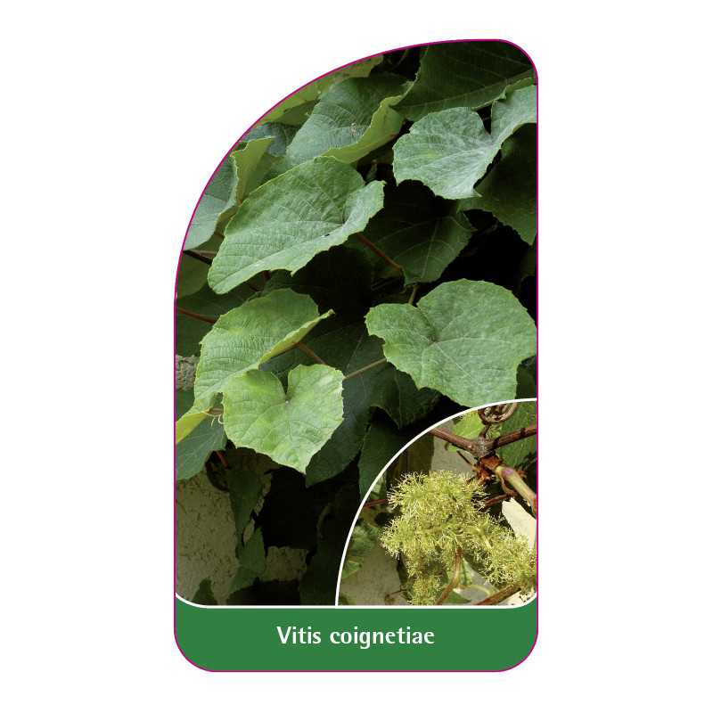vitis-coignetiae1