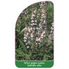 vitex-angus-castus-latifolia-alba1