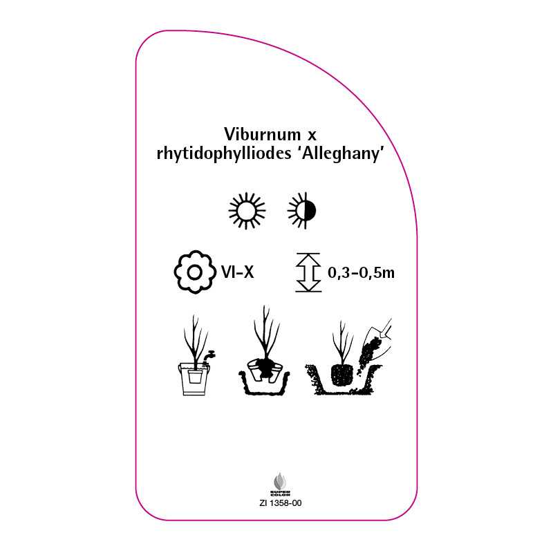 viburnum-x-rhytidophylliodes-alleghany-0