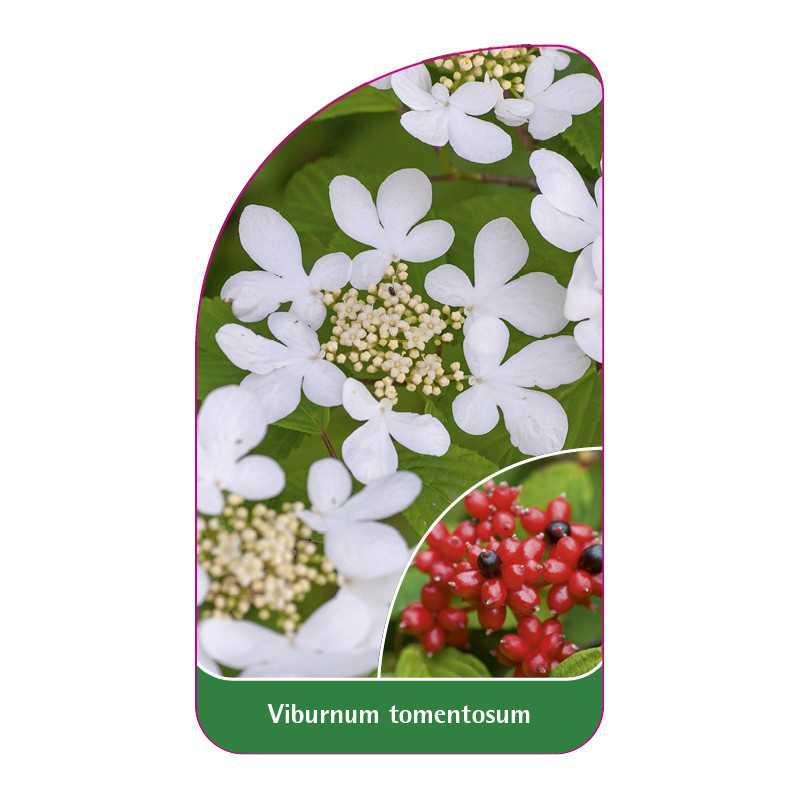 viburnum-tomentosum1