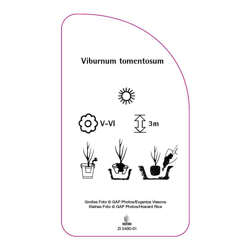 viburnum-tomentosum0