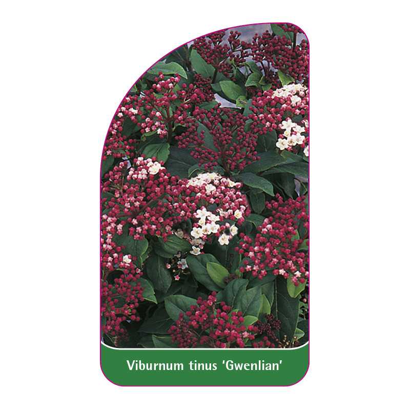 viburnum-tinus-gwenlian-1
