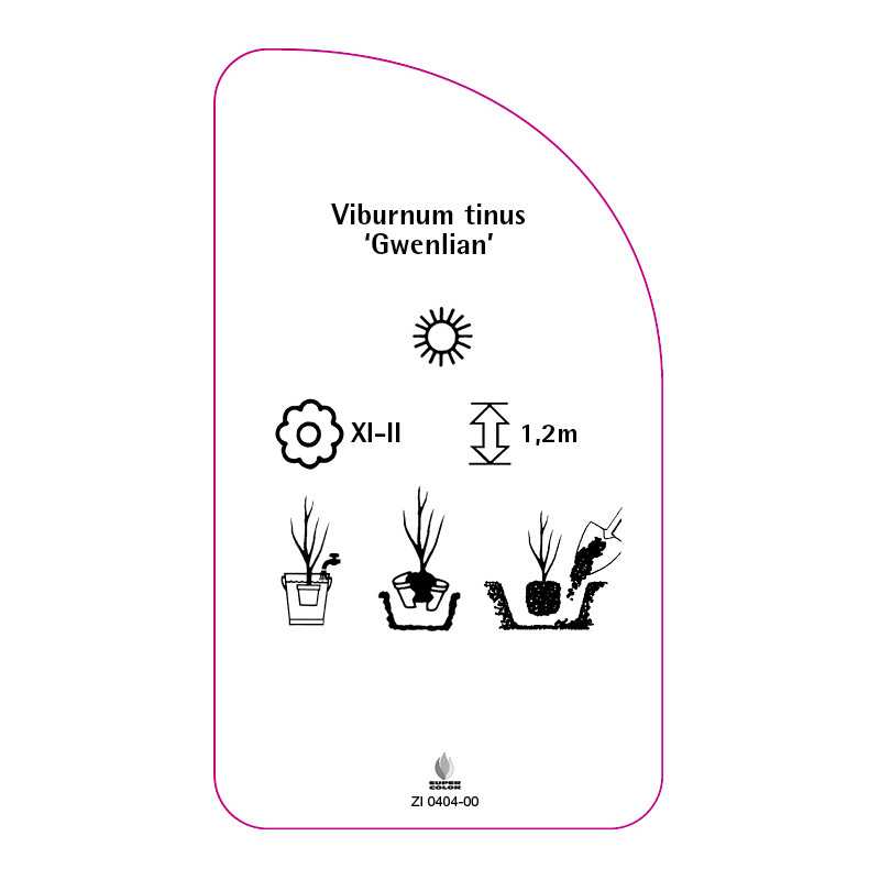 viburnum-tinus-gwenlian-0