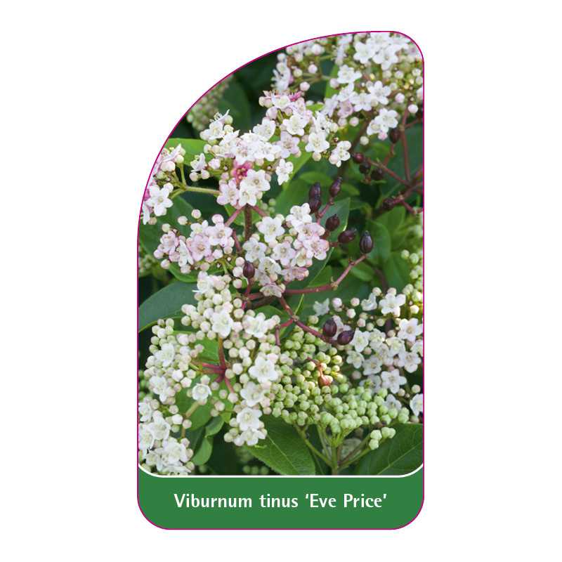 viburnum-tinus-eve-price-1