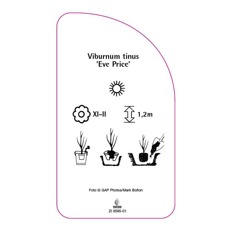 viburnum-tinus-eve-price-0