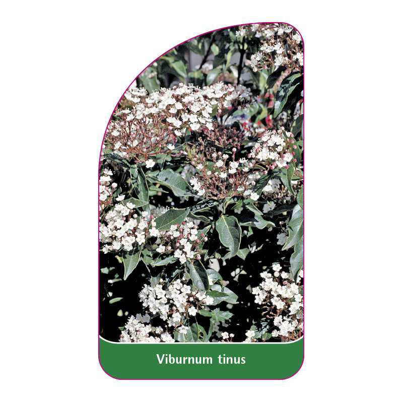 viburnum-tinus1