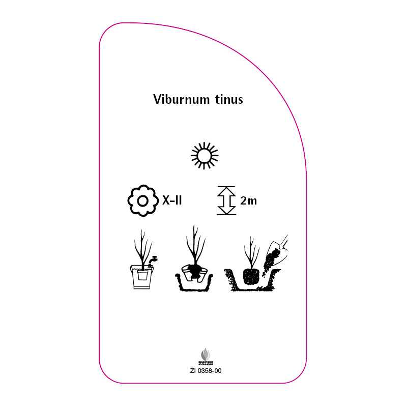 viburnum-tinus0