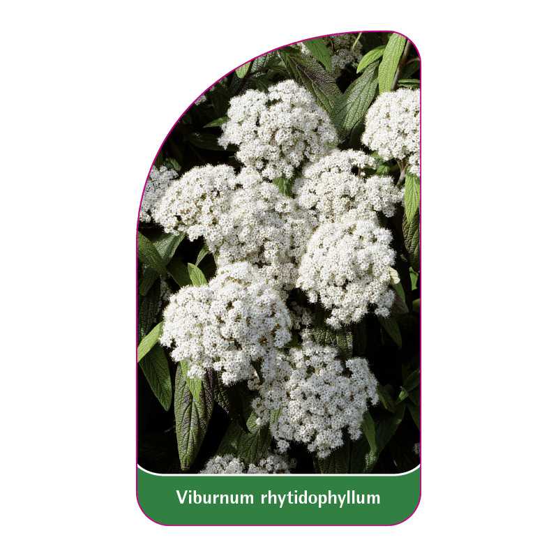 viburnum-rhytidophyllum1