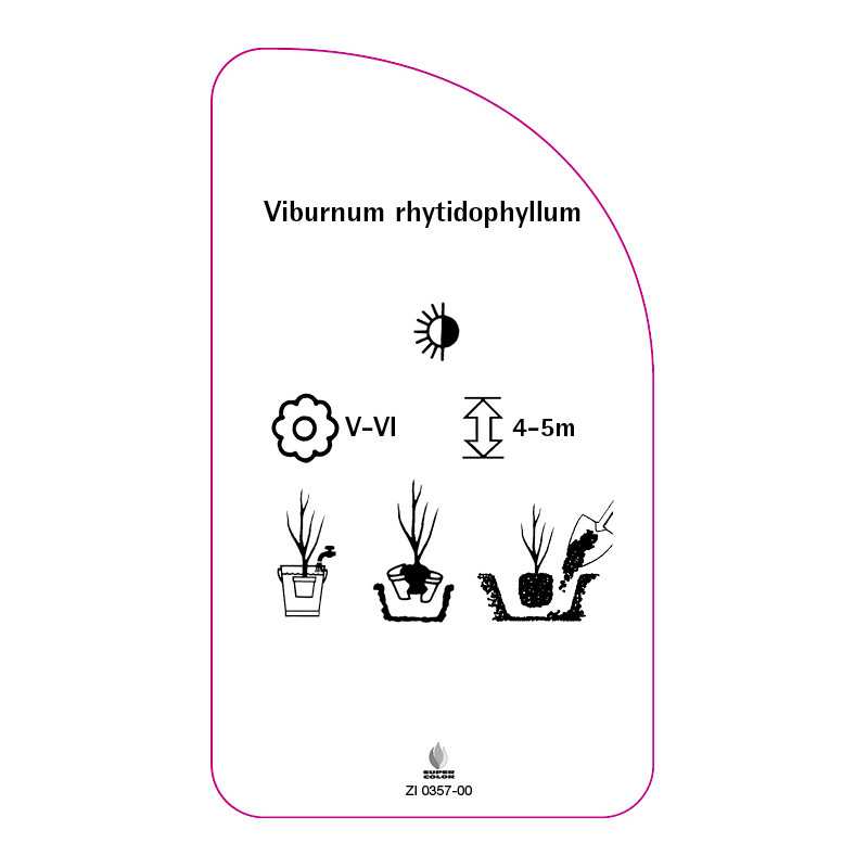 viburnum-rhytidophyllum0