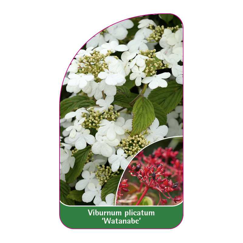 viburnum-plicatum-watanabe-1