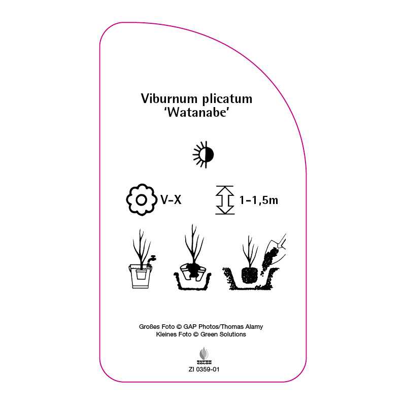 viburnum-plicatum-watanabe-0