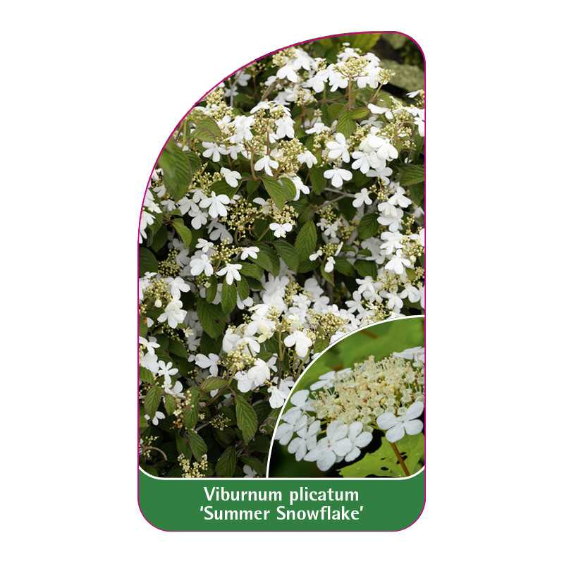 viburnum-plicatum-summer-snowflake-1
