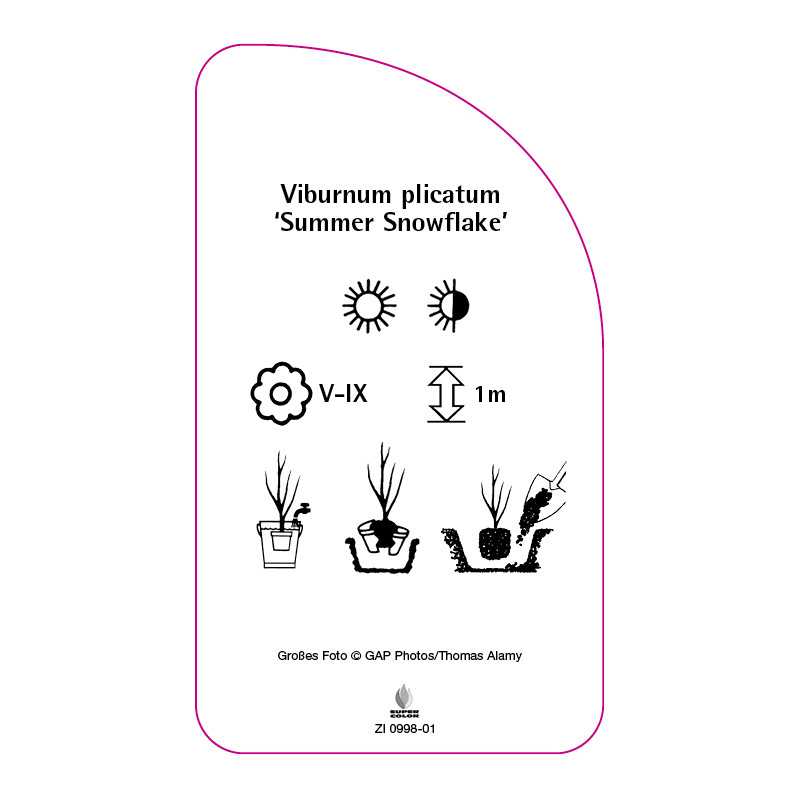 viburnum-plicatum-summer-snowflake-0
