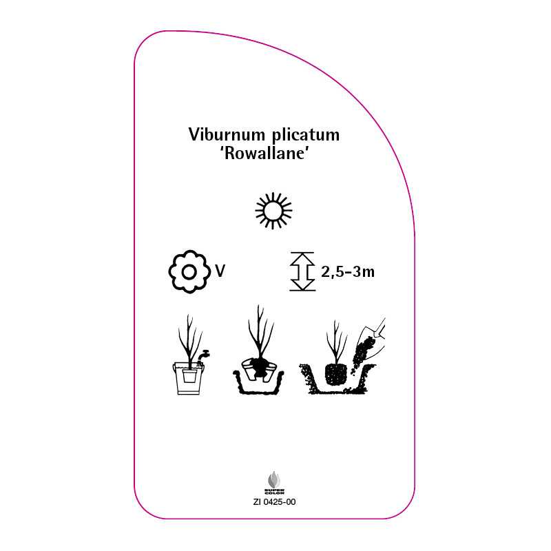viburnum-plicatum-rowallane-0