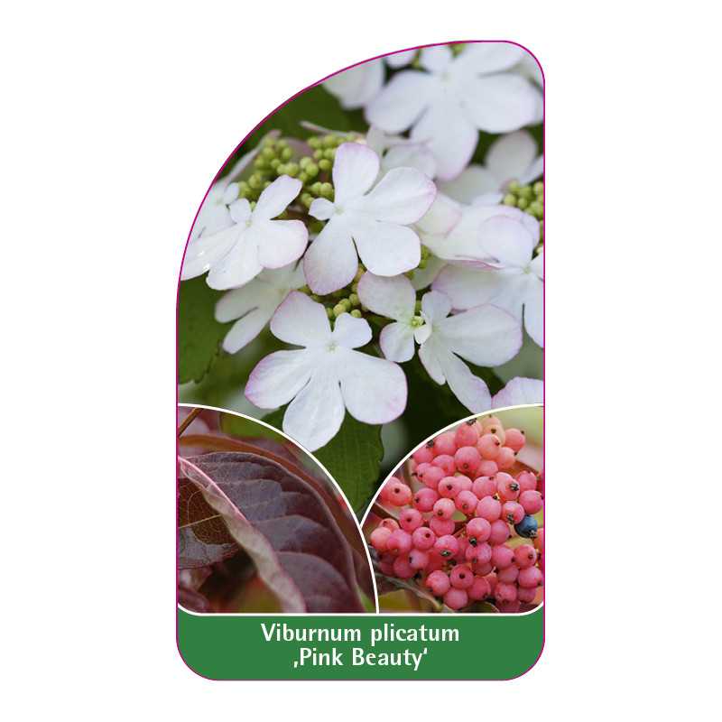 viburnum-plicatum-pink-beauty-1
