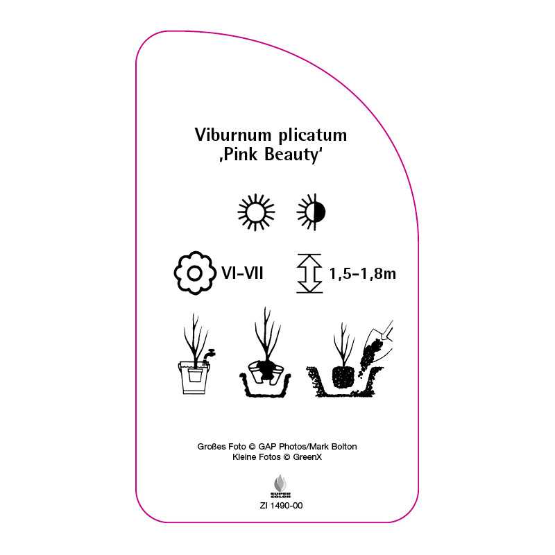viburnum-plicatum-pink-beauty-0