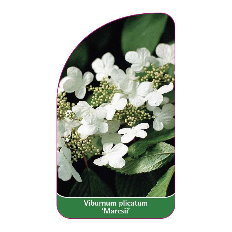 viburnum-plicatum-maresii-1