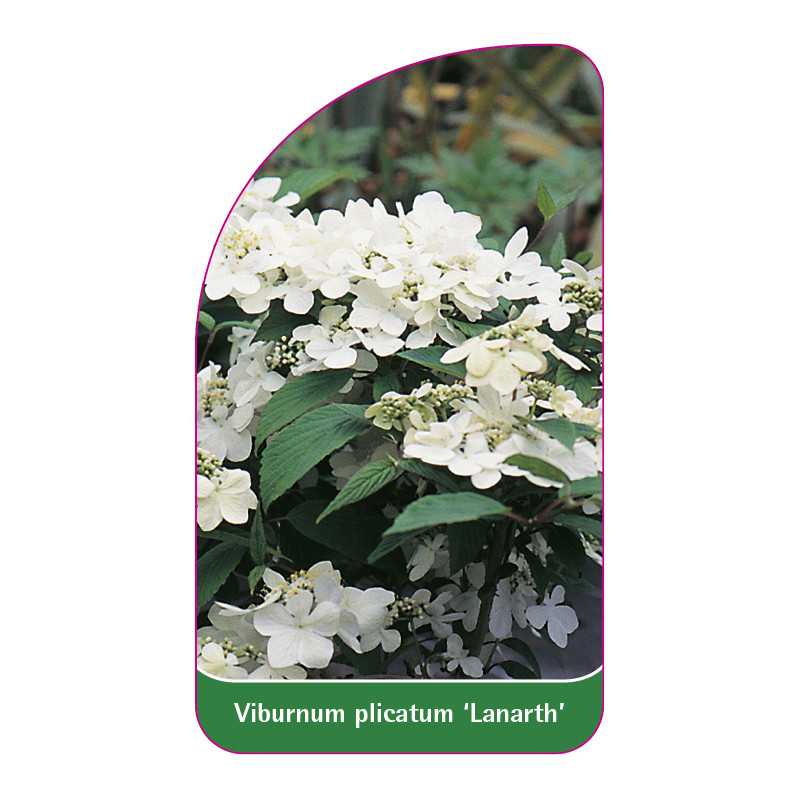 viburnum-plicatum-lanarth-1