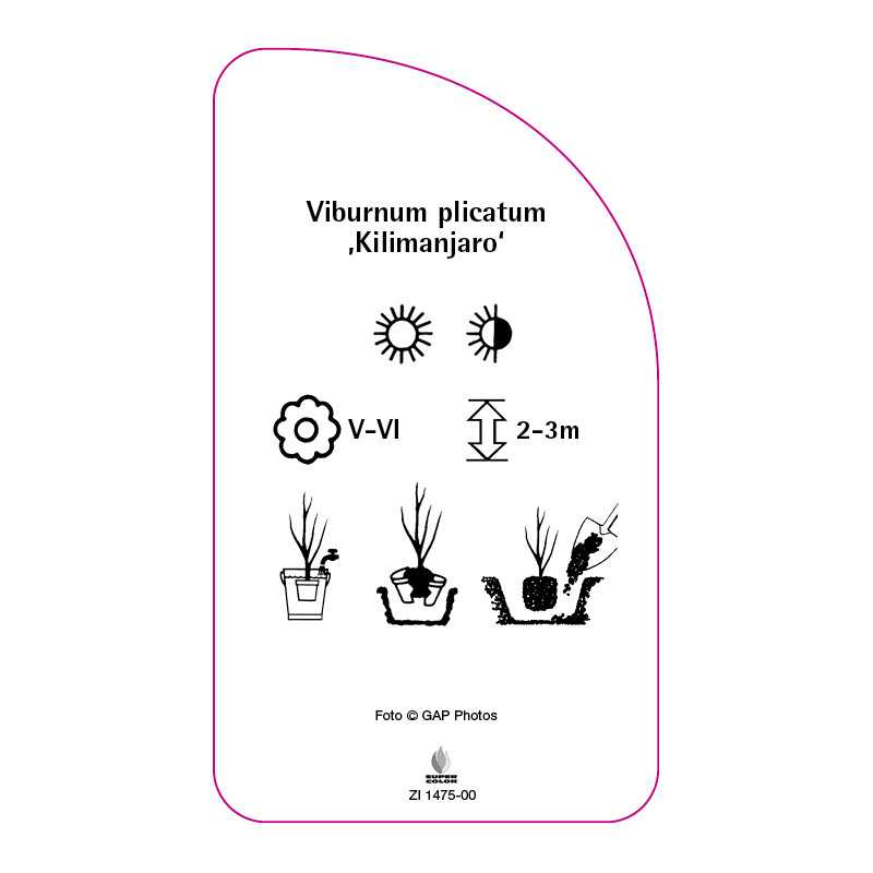 viburnum-plicatum-kilimanjaro-0