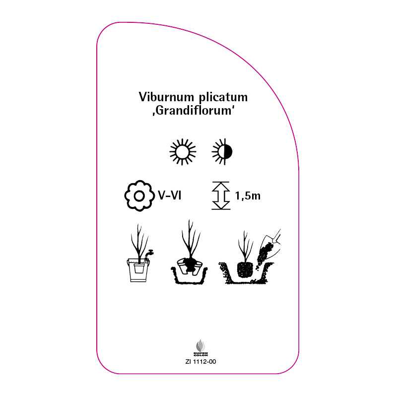 viburnum-plicatum-grandiflorum-0
