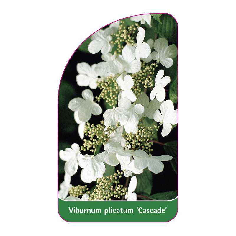 viburnum-plicatum-cascade-1