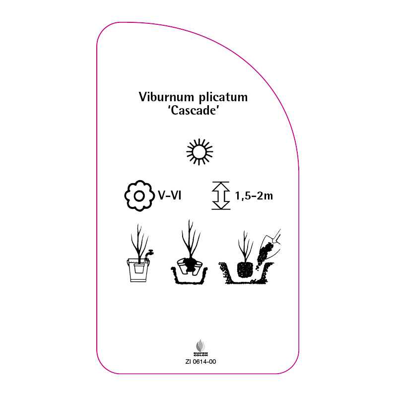 viburnum-plicatum-cascade-0