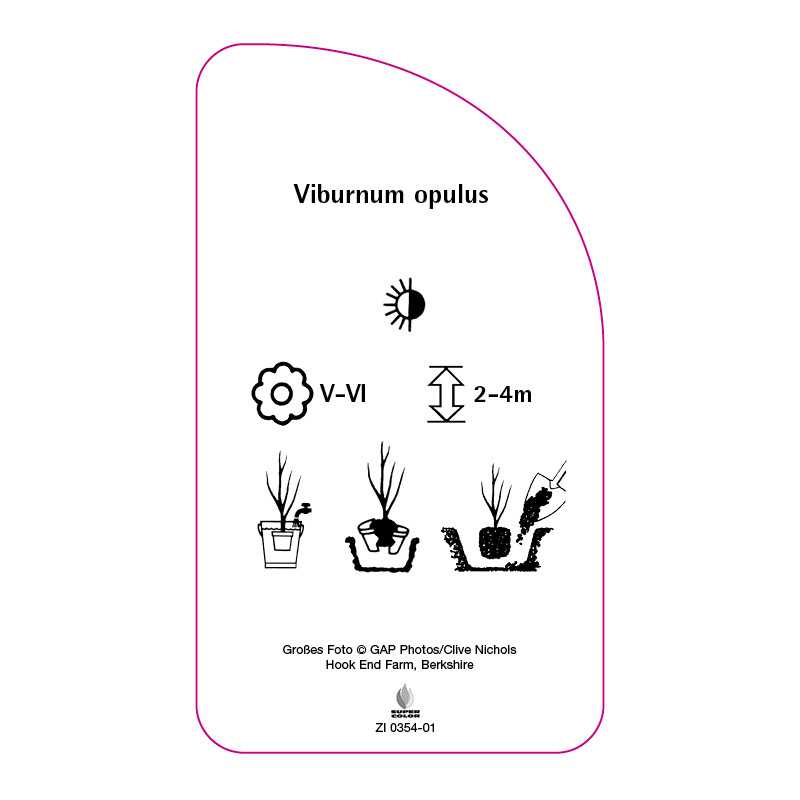 viburnum-opulus-b0