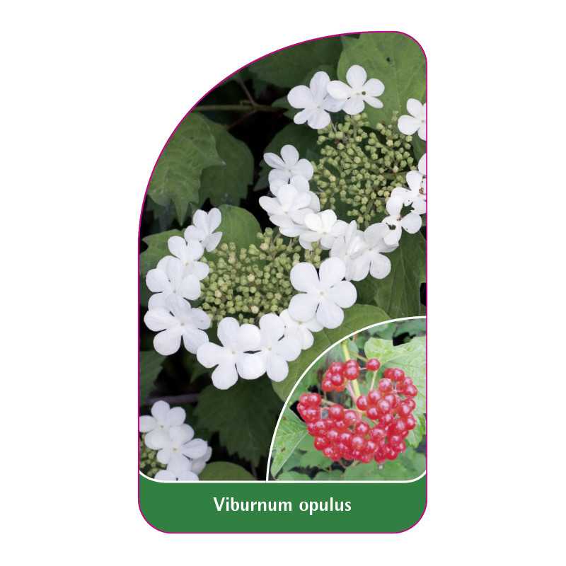 viburnum-opulus-a1