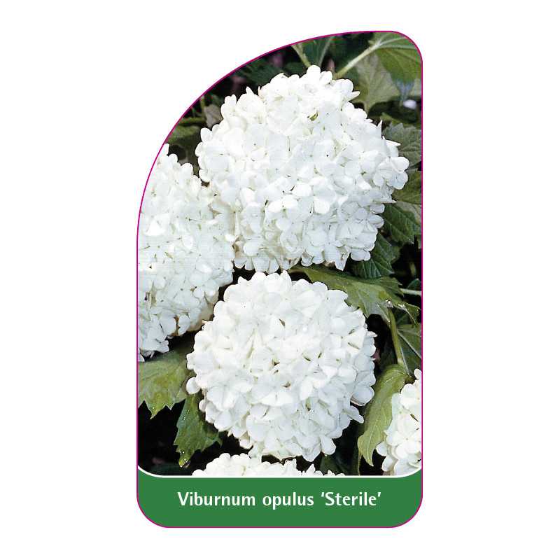 viburnum-opulus-sterile-1