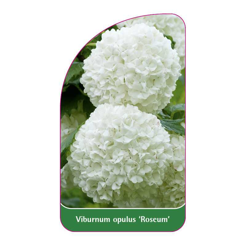 viburnum-opulus-roseum-b1