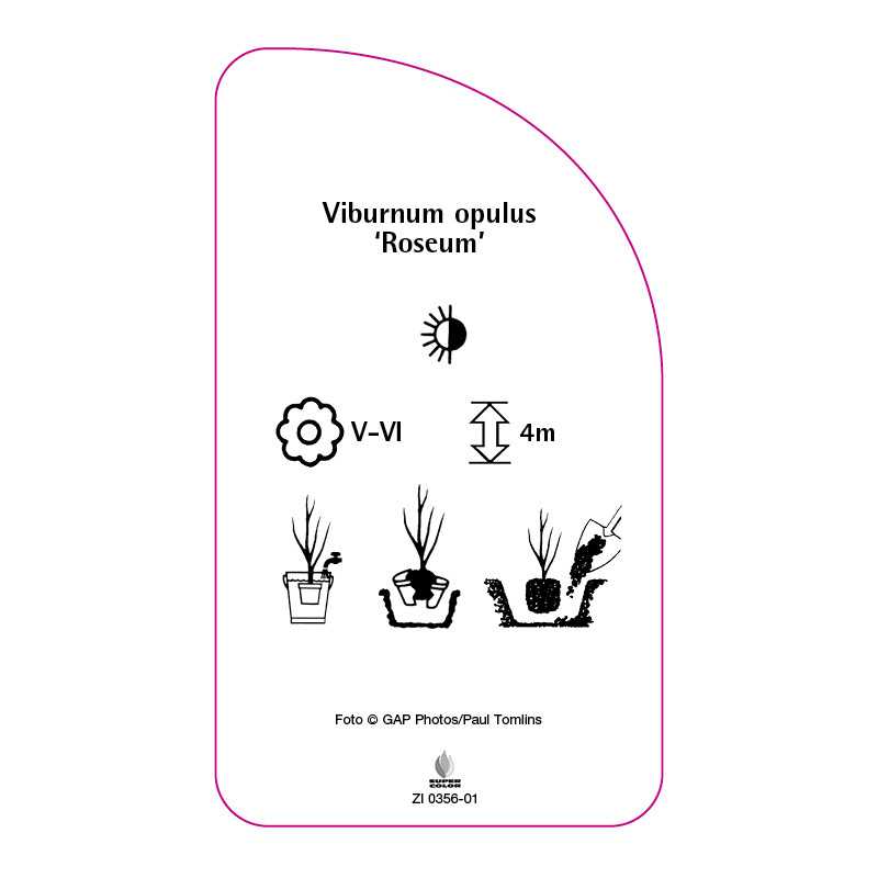 viburnum-opulus-roseum-b0