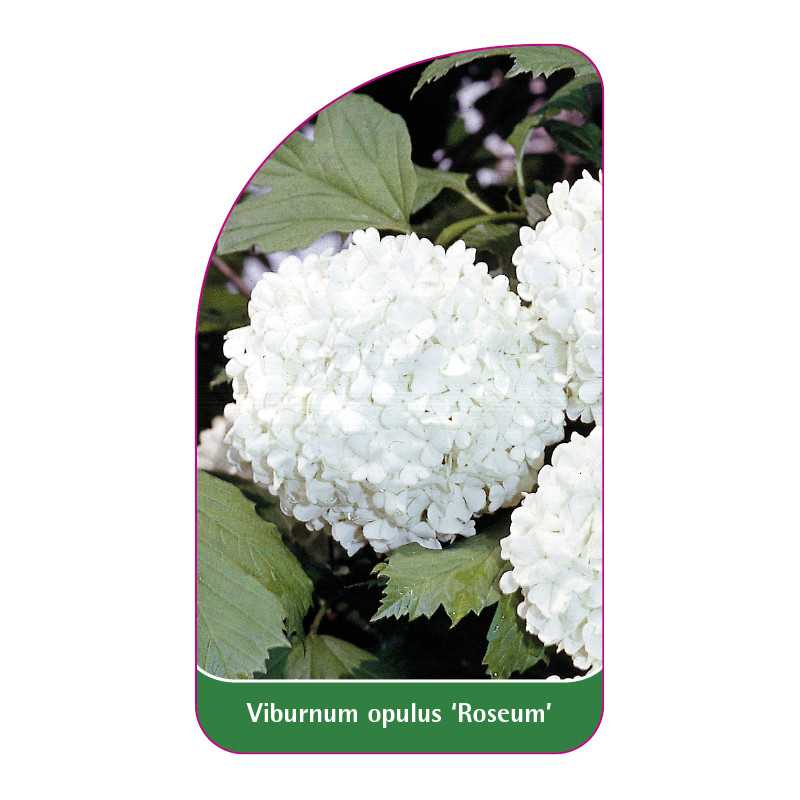 viburnum-opulus-roseum-a1
