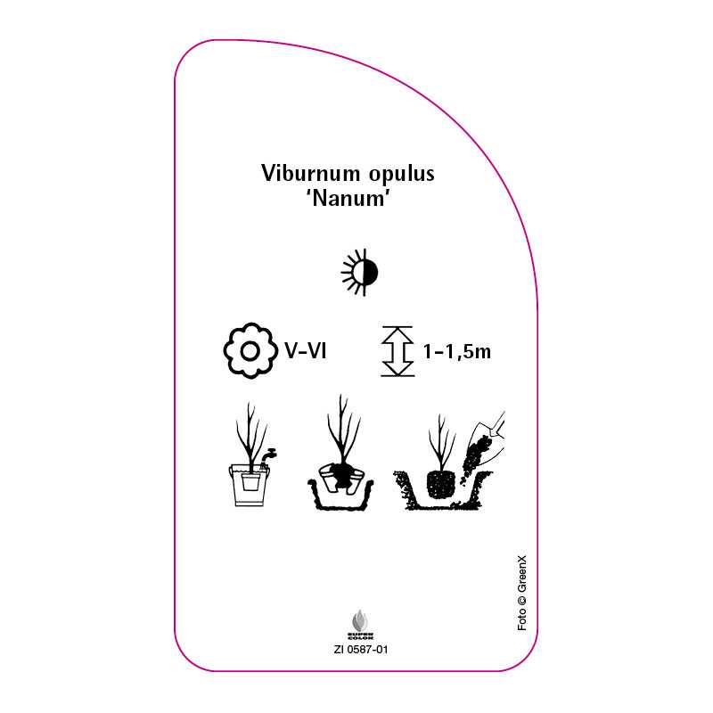 viburnum-opulus-nanum-0