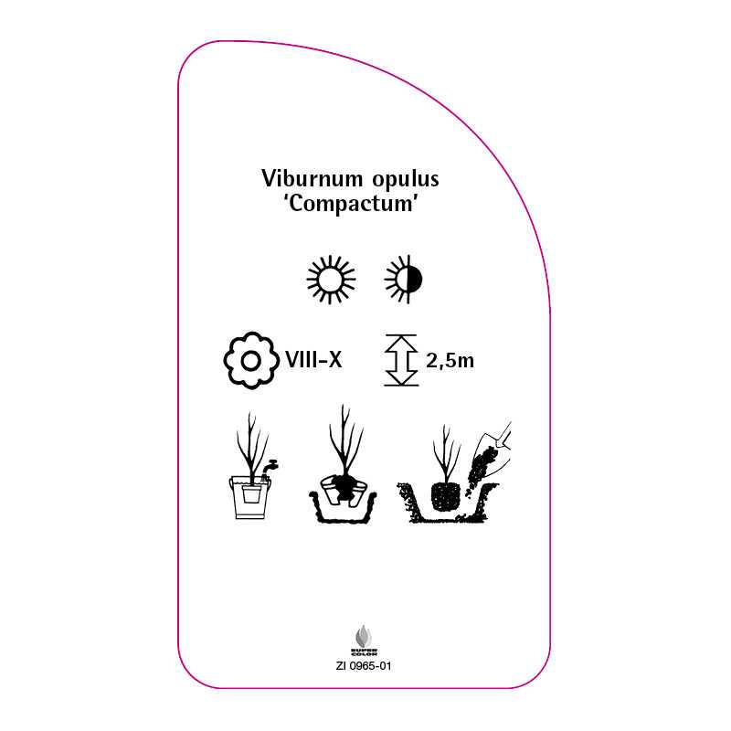 viburnum-opulus-compactum-0