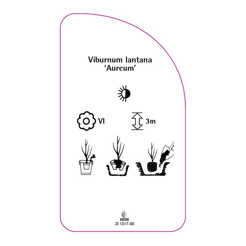 viburnum-lantana-aureum-0