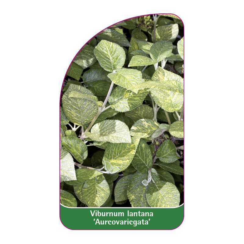 viburnum-lantana-aureovariegata-1