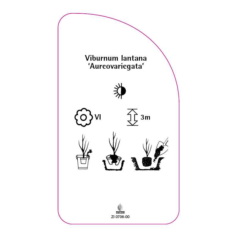 viburnum-lantana-aureovariegata-0