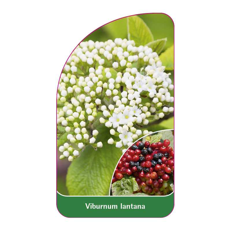 viburnum-lantana1