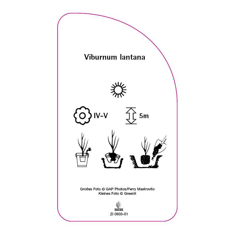 viburnum-lantana0