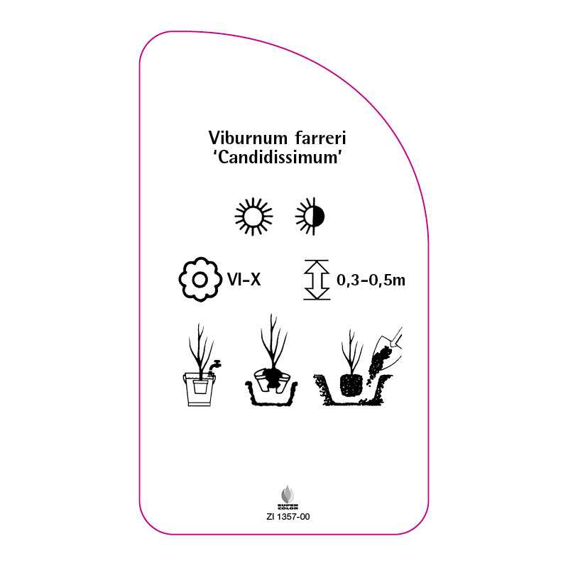 viburnum-farreri-candidissimum-0