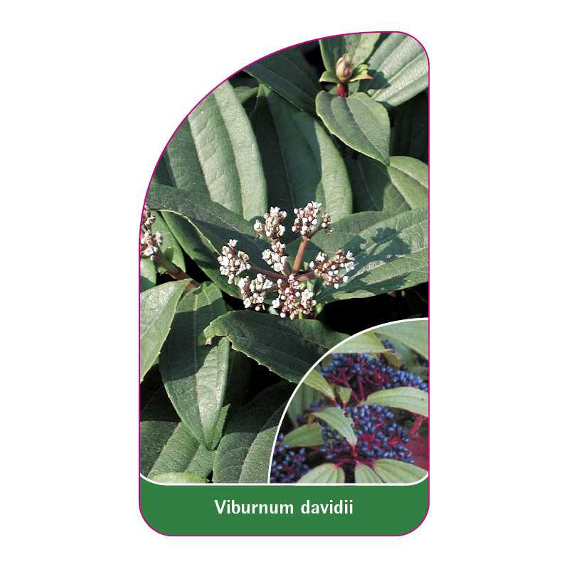 viburnum-davidii1
