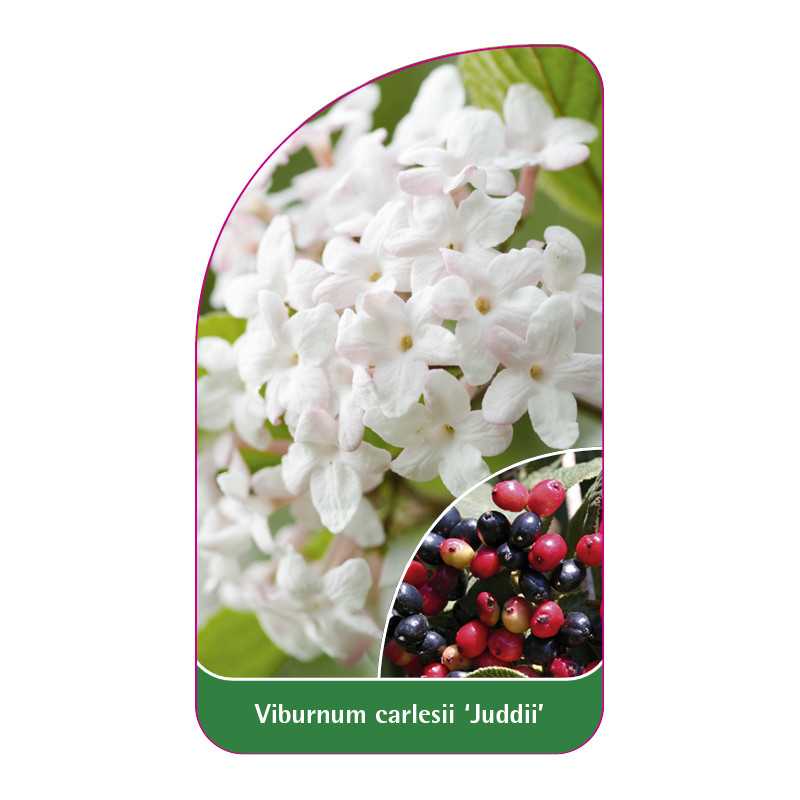 viburnum-carlesii-juddii-1