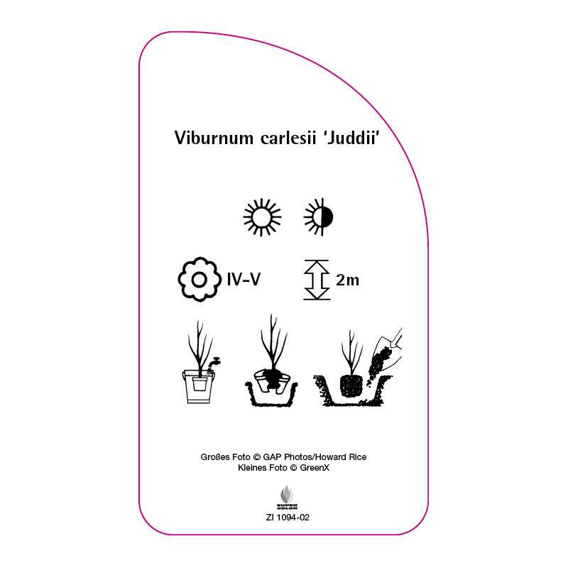 viburnum-carlesii-juddii-0