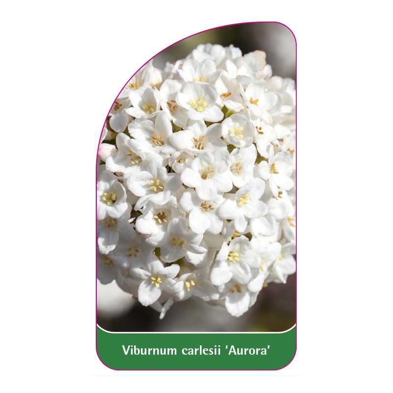 viburnum-carlesii-aurora-1