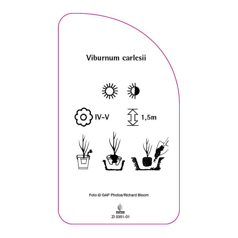 viburnum-carlesii0